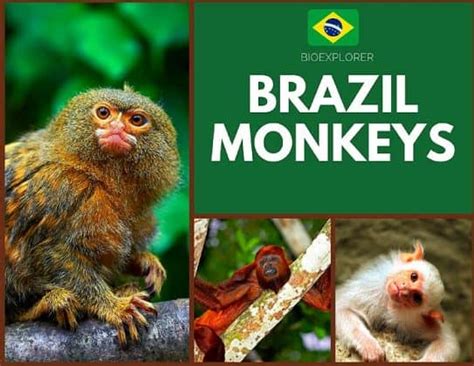 Brazilian Monkeys | Monkeys Native To Brazil | BioExplorer