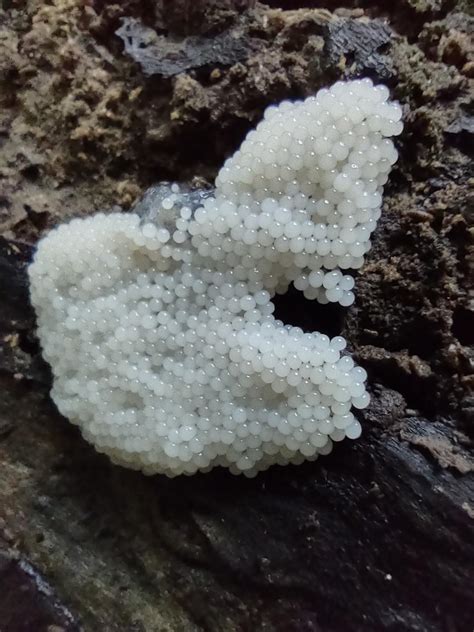 I found a really nice white slime mold growing at a park near my house. : r/mycology