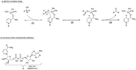 Scheme 1. Simplified mechanism of alcohol dehydrogenases... | Download Scientific Diagram