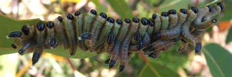 Sawflies - The Australian Museum