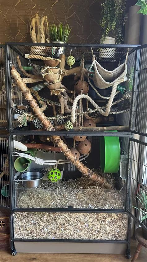 Rat cage setup ideas tips photos – Artofit