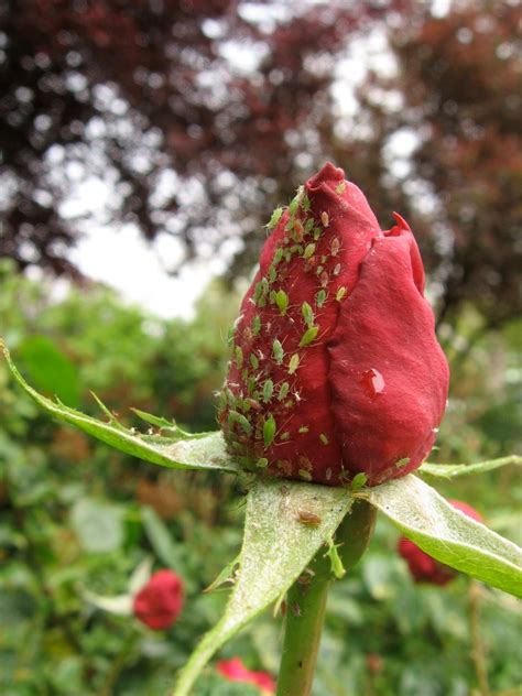 Aphids On Roses: Home Remedies to Get Rid of Them