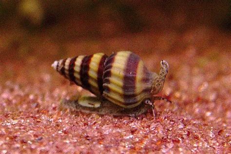 Assassin Snail: Care, Breeding, Size, Diet & More | Fishkeeping World