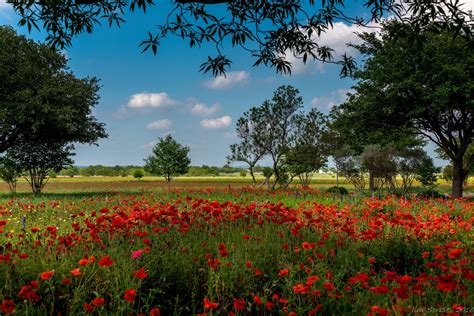 Wildflowers in Texas 2024 - Rove.me