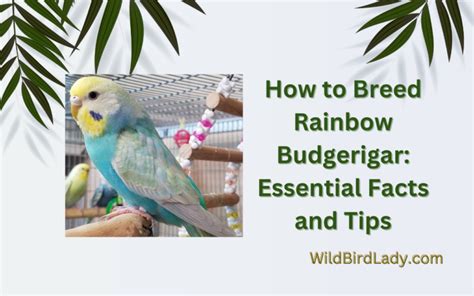 How to Breed Rainbow Budgerigar: Essential Facts and Tips