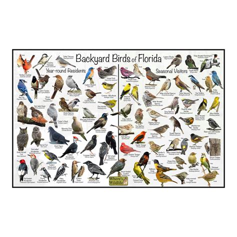 Backyard Birds of Florida Bird Identification Poster Divided - Etsy ...