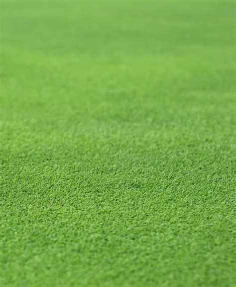 Stock Photo of a Perfect Grass Texture from a Golf Hole