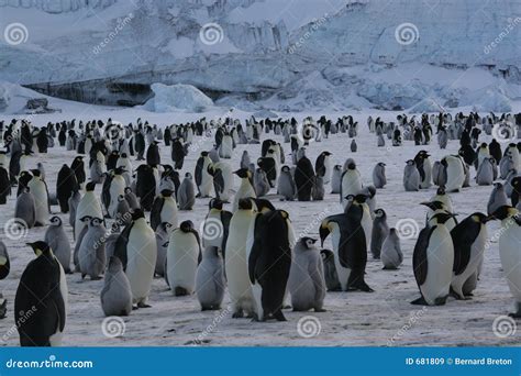 Colony of Emperor penguins stock image. Image of ross, penguin - 681809