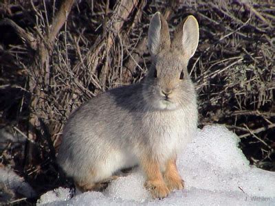 Amami Rabbit - Animals Photos