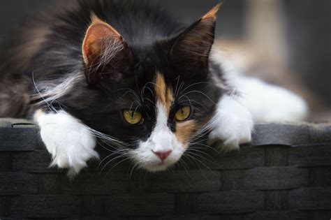 Calico Cat HD Wallpapers - Wallpaper Cave