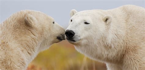 A Conservation Update From Polar Bears International