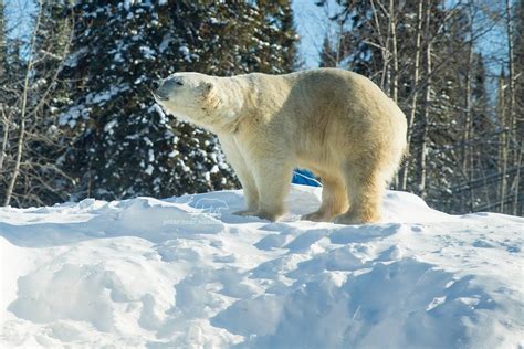 Cochrane’s polar bear habitat gets last last-minute reprieve - Northern Ontario Business