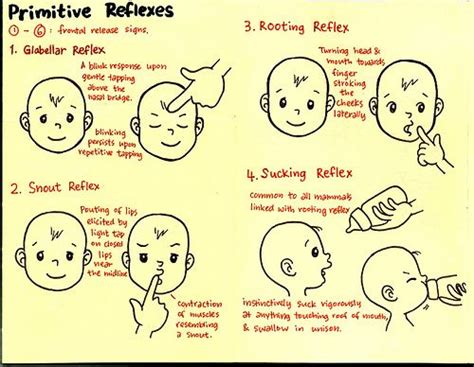 the primitive reflexes | Primitive reflexes, Pediatric physical therapy ...