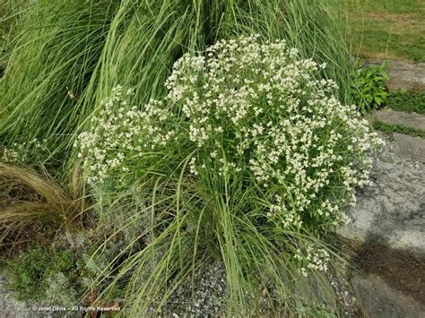 Chanticleer Garden | Janet Davis Explores Colour