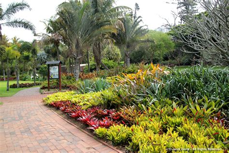 Durban Botanic Gardens: Afternoon Delight | Janet Davis Explores Colour