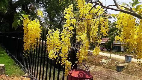 Cassia fistula L. | Medicinal Uses of Amaltas - Malars of India - YouTube