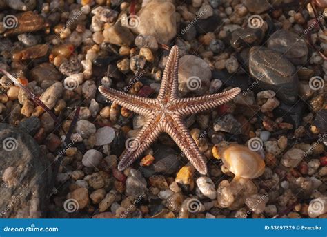 Brown Starfish on a Sand Beach Stock Image - Image of rough, pair: 53697379