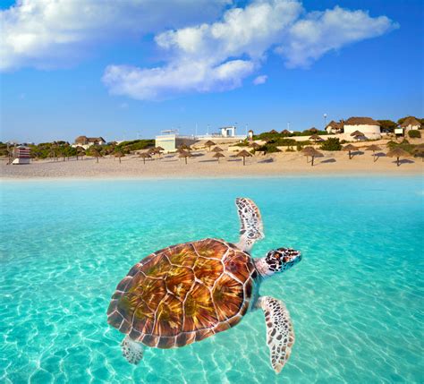 Conoce las Mejores Playas Públicas en Cancún. Playa Delfines. - Hablan las ciudades