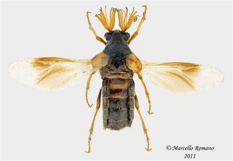 Ripiphorus subdipterus