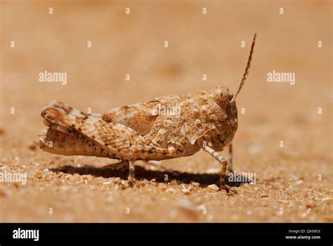 Grasshopper camouflage on sand Stock Photo - Alamy