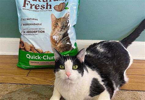 11 Innovative Cat Litter Alternatives for Modern Pet Owners