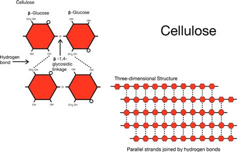 Cellulose Structure Hydrogen Bonds