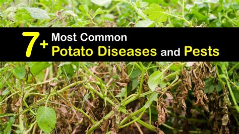 What is Wrong with My Potatoes - Smart Ways to Identify Potato Problems