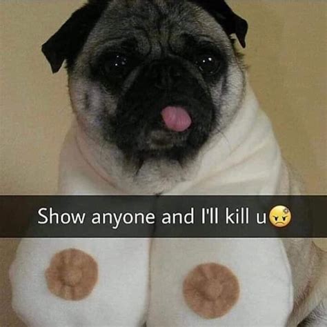 50+ Cutest Pug Meme