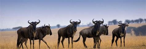 5 Days Serengeti Wildebeest Migration Calving Season Safari