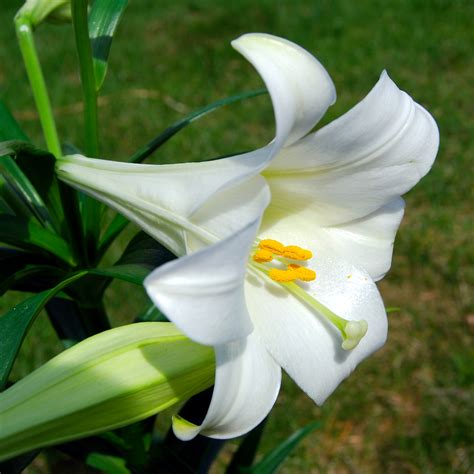 File:Lilium longiflorum (Easter Lily).JPG - Wikipedia, the free ...