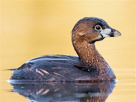 Pied-billed Grebe - eBird