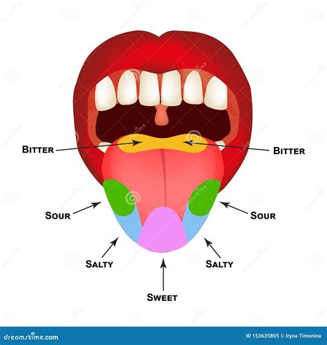 Tongue Sweet Salty Sour Bitter Umami Taste Vector Illustration | CartoonDealer.com #91461284