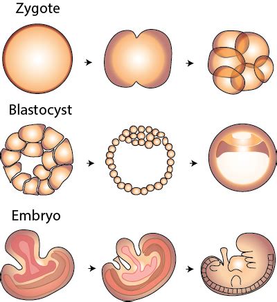 Zygote Formation | Overview & Process - Video & Lesson Transcript | Study.com