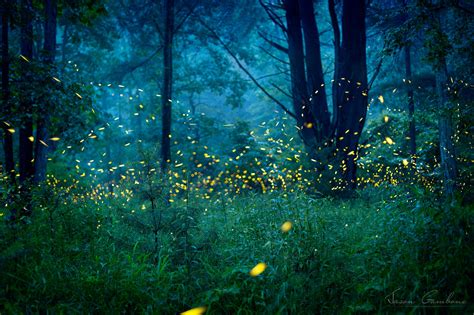 Fireflies In The Forest