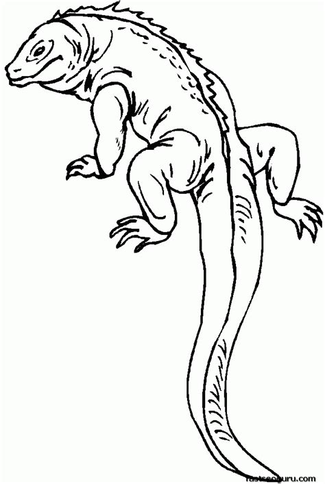 Lizard Outline Drawing at GetDrawings | Free download