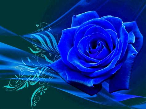 Free download BLUE ROSE WALLPAPER 95643 HD Wallpapers ...