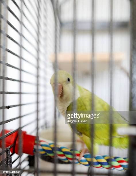 743 Baby Cage Stock Photos, High-Res Pictures, and Images - Getty Images