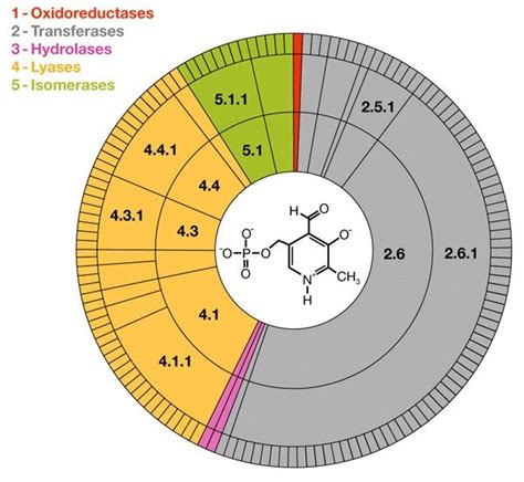 Catalytic versatility of pyridoxal-phosphate-dependent enzymes. The... | Download Scientific Diagram