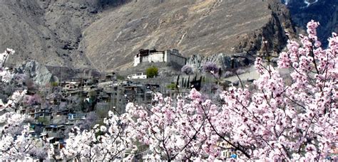 Cherry Blossom Hunza & Nagar Valley 5 Days 4 Nights Tour (BY AIR) | See Pakistan Tours