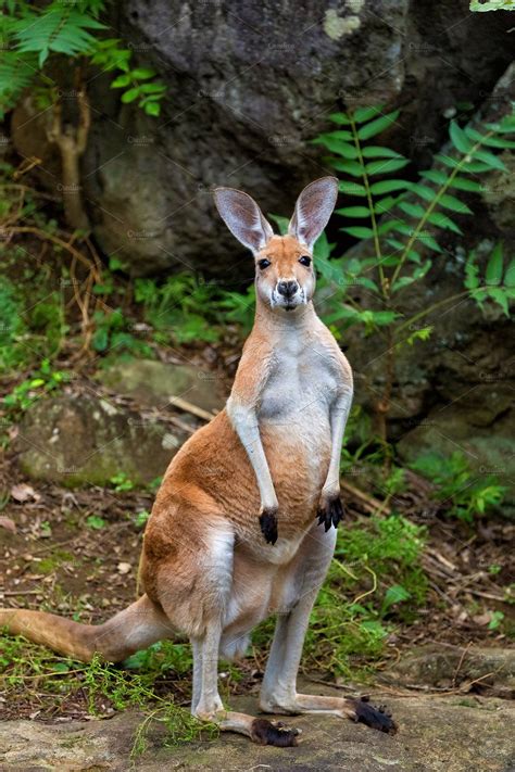 Red kangaroo stock picture | Australia animals, Australian native ...