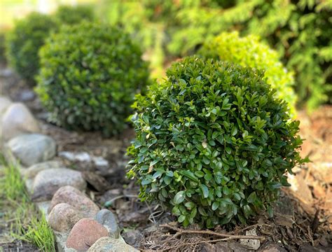 5 Types of Boxwood Shrubs for Your Landscape - Backyard Boss