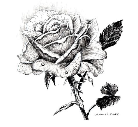 How to Draw a Rose in Pen and Ink — Online Art Lessons