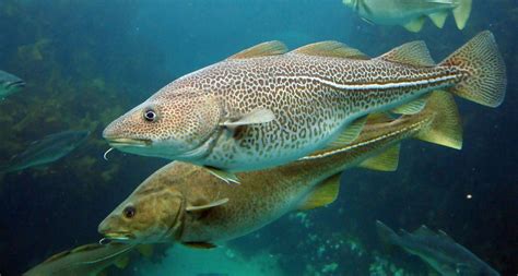 Warming Arctic will let Atlantic and Pacific fish mix | Science News