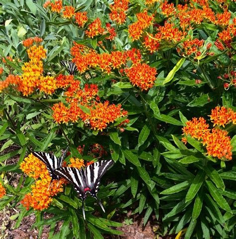 SWALLOW TAIL | Plants, Critter, Swallow