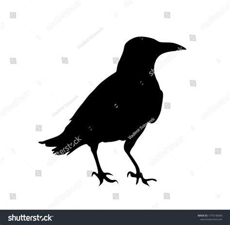 9,804 Rook Bird Images, Stock Photos & Vectors | Shutterstock