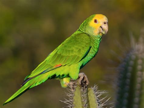 Cotorra Cabeciamarilla - eBird