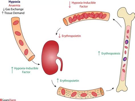 Normal Erythropoiesis - LearnHaem | Haematology Made Simple