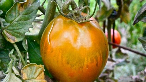 Free Images : nature, fruit, flower, food, produce, vegetable, gourd, tomato, vegetables ...