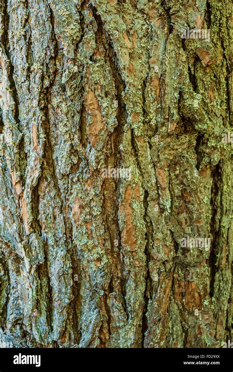 Bark of pine tree Stock Photo - Alamy