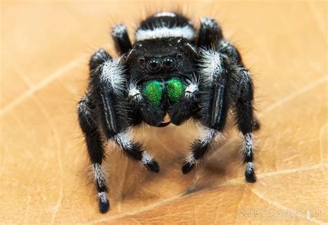 Bold Jumping Spider (Vivarium ideas) · iNaturalist